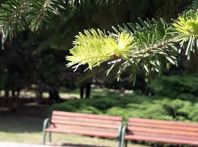 Daire Sweet Zalakaros